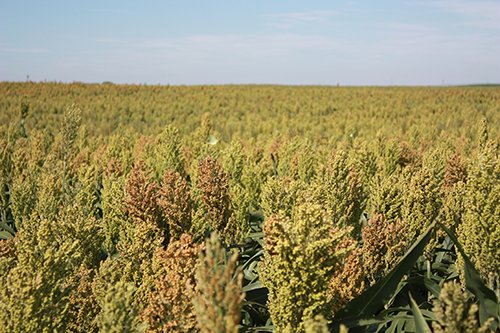 Property photo 57 - LAND AUCTION, 3255+/- Acres offered in 13 Tracts
